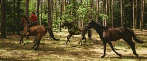 Out Stealing Horses